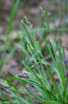 Gohlson's sedge